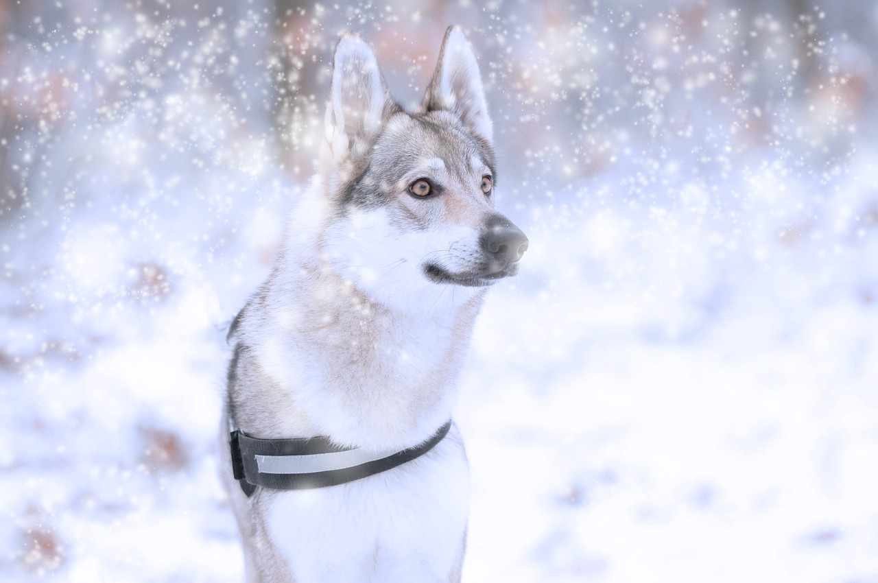 Šuo, Wolfdog, Žiema, Gamta, Nemokamos Nuotraukos,  Nemokama Licenzija