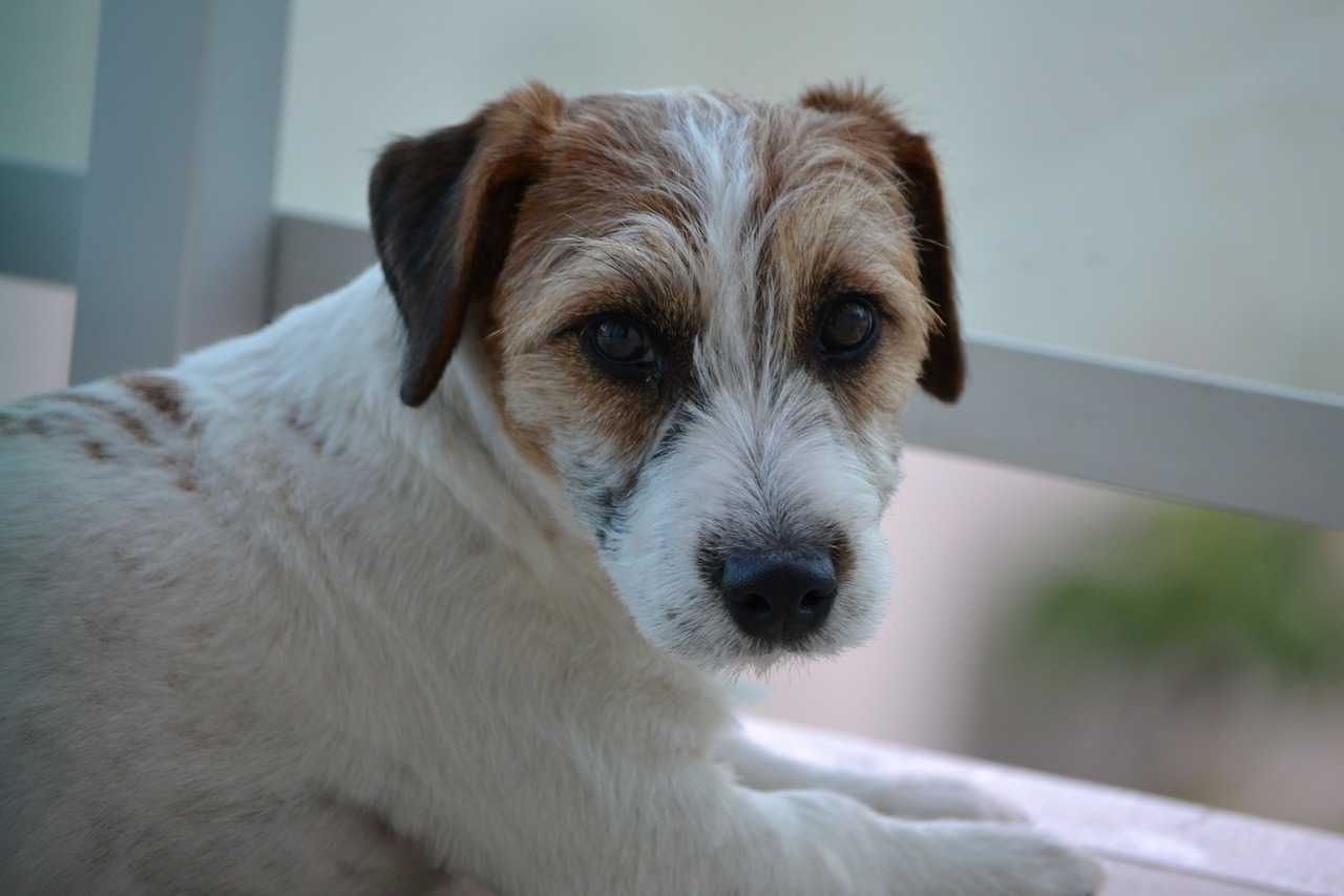 Šuo, Terjeras, Russell, Naminis Gyvūnėlis, Gyvūnas, Jack Russell Terrier, Nemokamos Nuotraukos,  Nemokama Licenzija