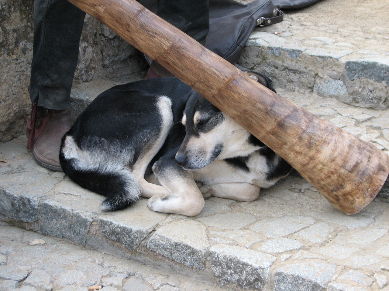 Šuo, Didgeridoo, Atsipalaiduoti, Nemokamos Nuotraukos,  Nemokama Licenzija
