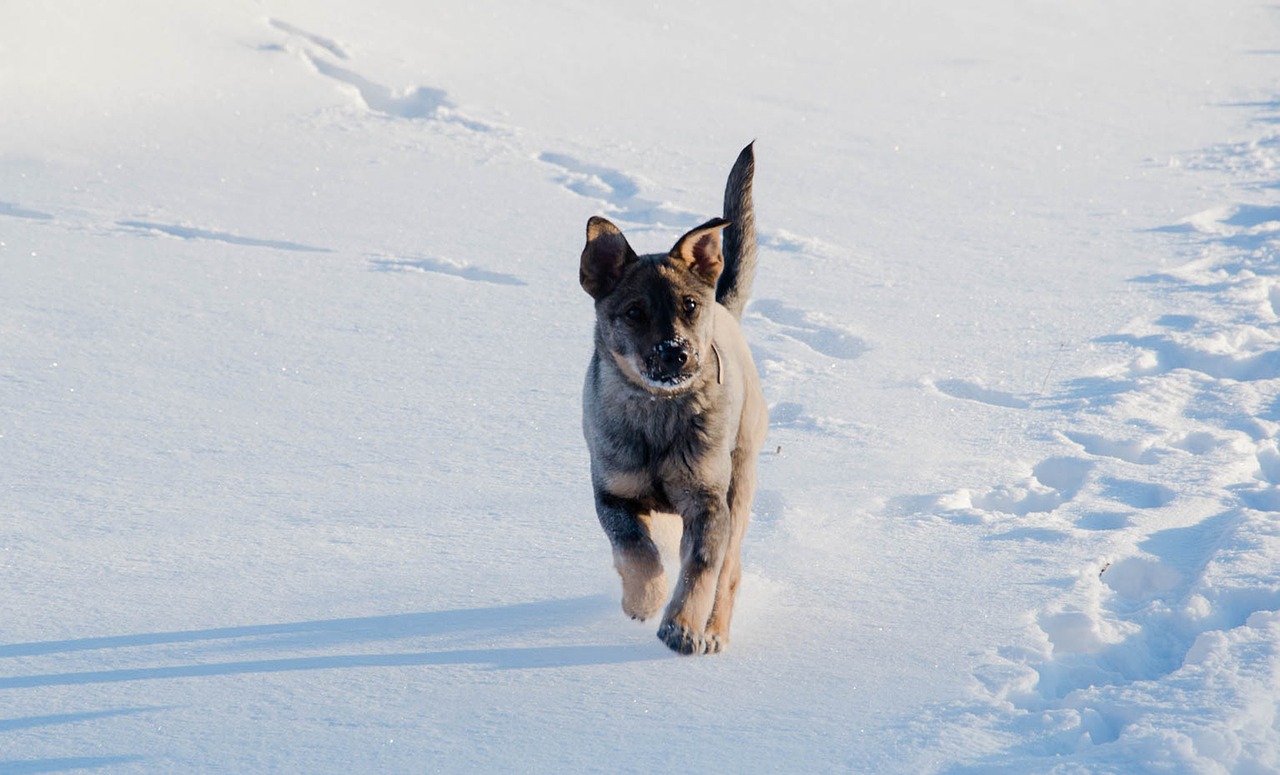 Šuo, Sniegas, Žiema, Spacer, Linksma, Gyvūnas, Nemokamos Nuotraukos,  Nemokama Licenzija