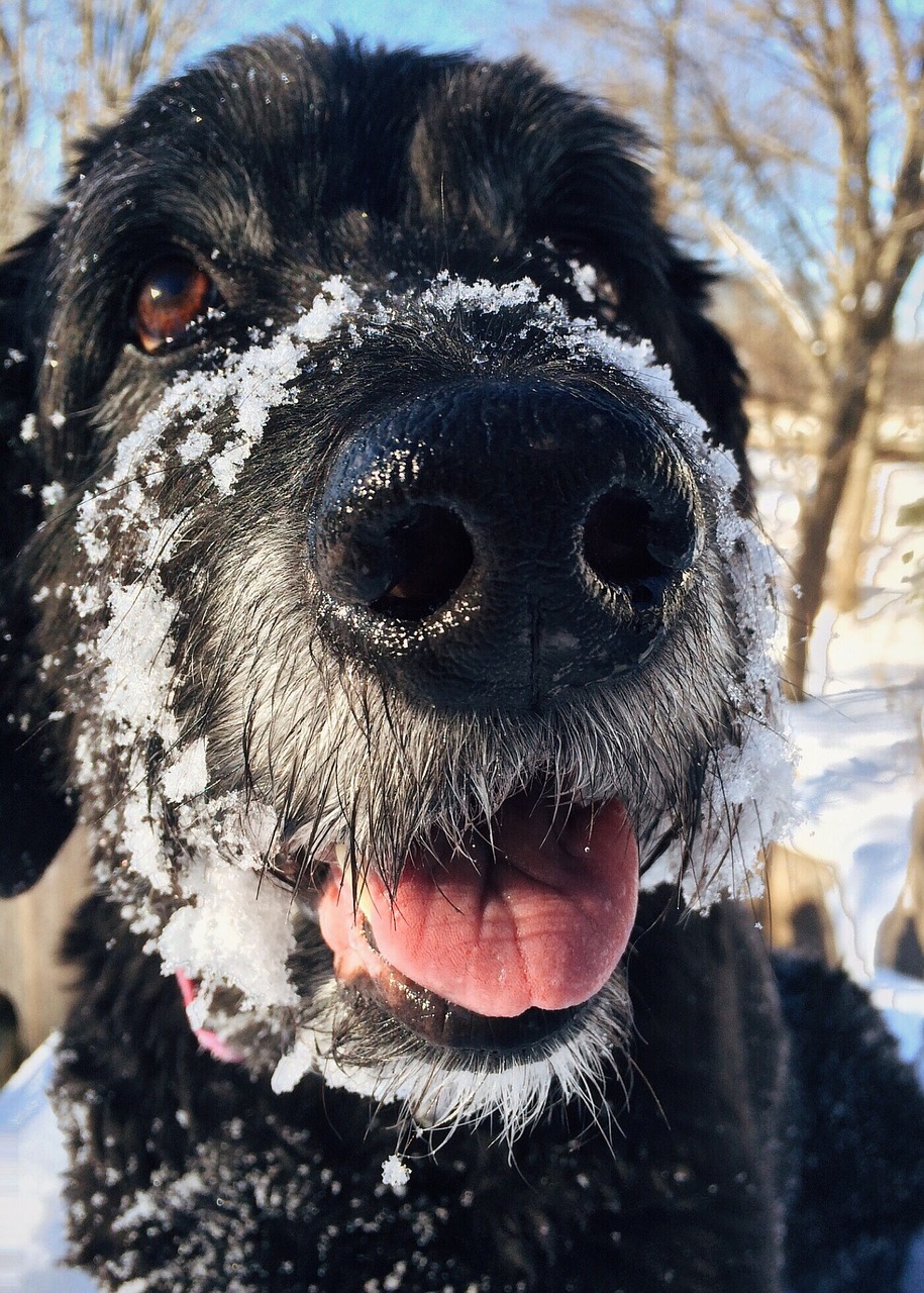 Šuo, Goldendoodle, Naminis Gyvūnėlis, Mielas, Šunys, Laimingas, Nemokamos Nuotraukos,  Nemokama Licenzija