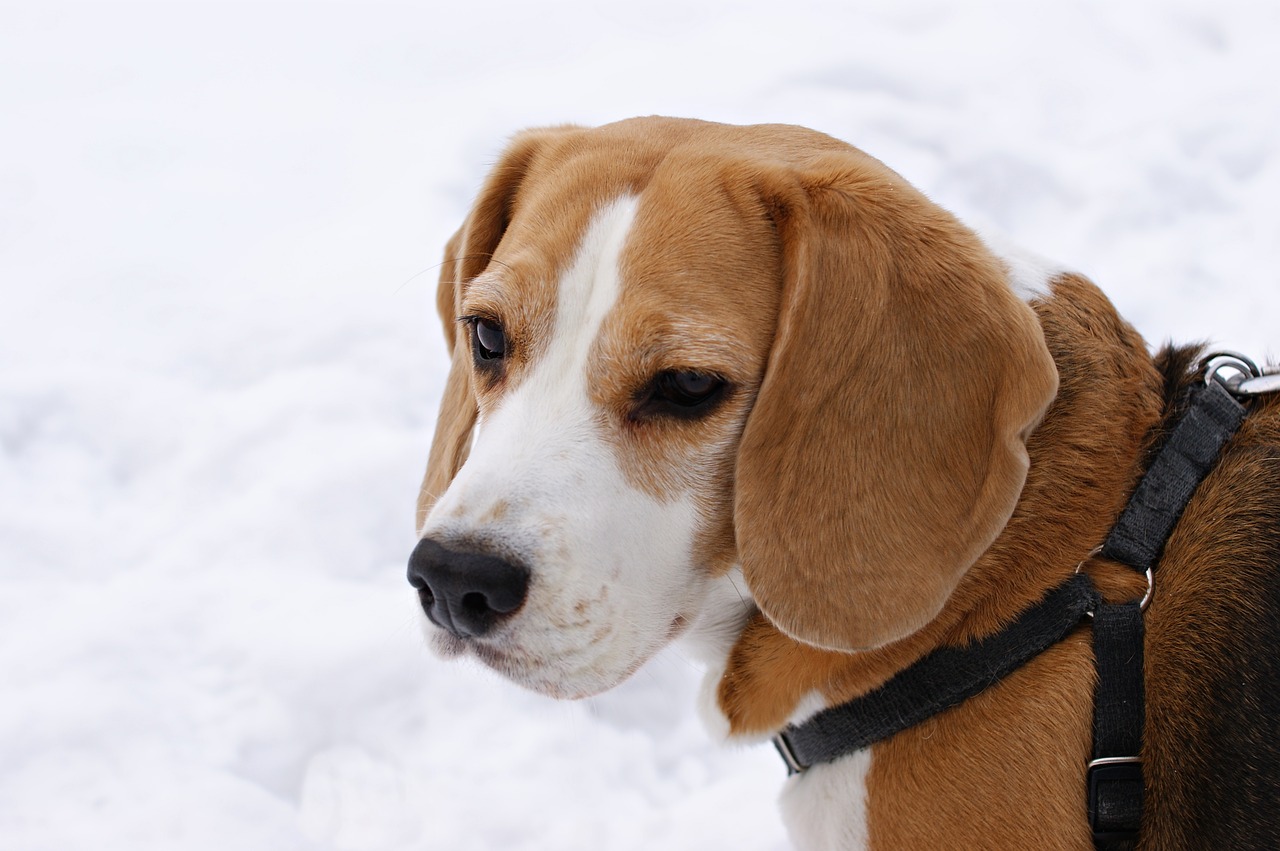 Šuo, Beagle, Žiema, Sniegas, Nemokamos Nuotraukos,  Nemokama Licenzija