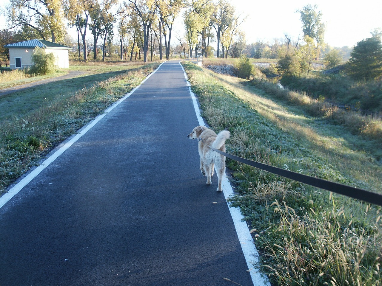 Šuo, Vaikščioti, Pakabukas, Kelias, Parkas, Lauke, Gamta, Nemokamos Nuotraukos,  Nemokama Licenzija