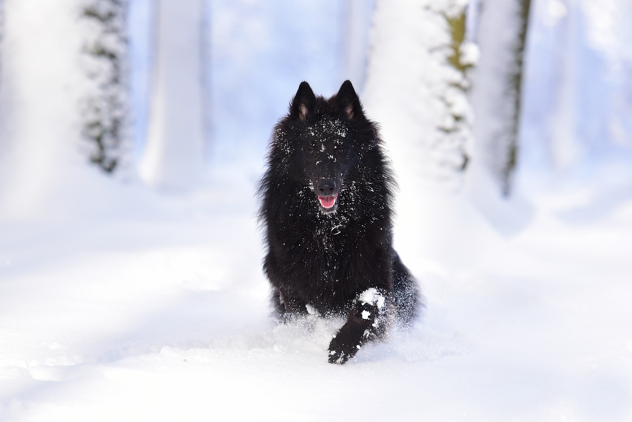 Šuo, Belgijos Aviganis, Groenendael, Bėgimo Šuo, Sniegas, Gamta, Nemokamos Nuotraukos,  Nemokama Licenzija
