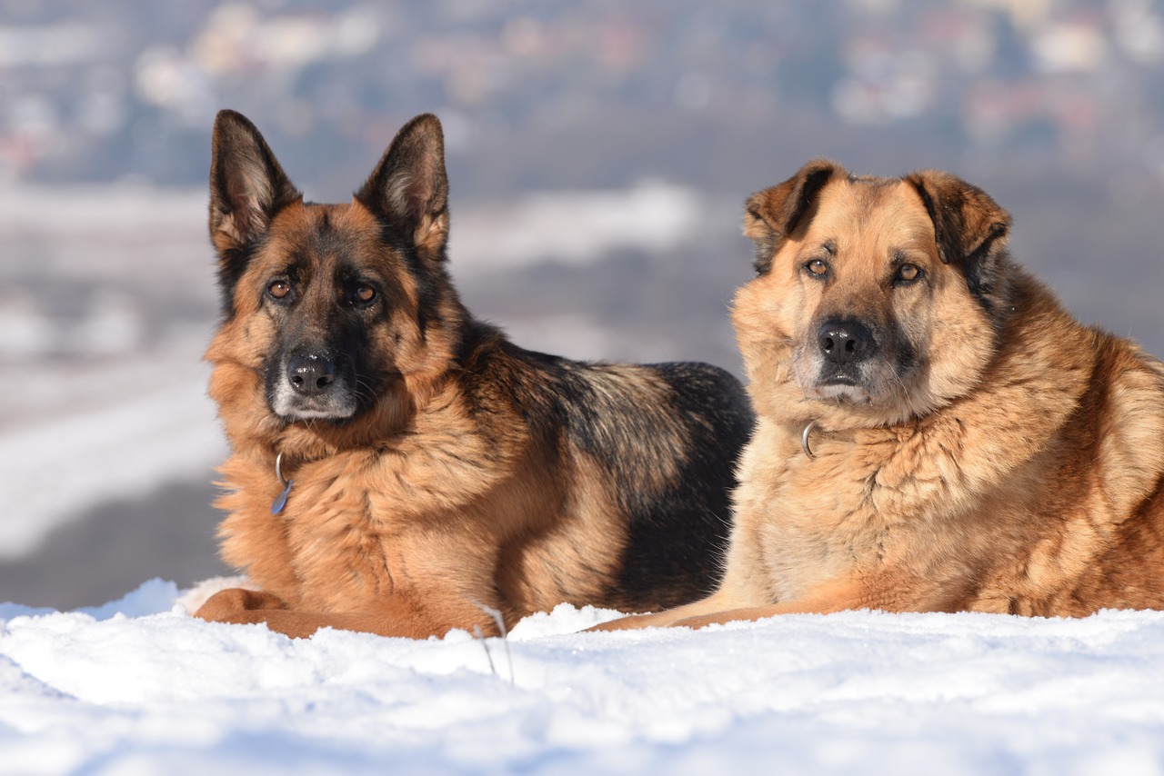Šuo, Žiema, Sniegas, Kraštovaizdis, Nemokamos Nuotraukos,  Nemokama Licenzija