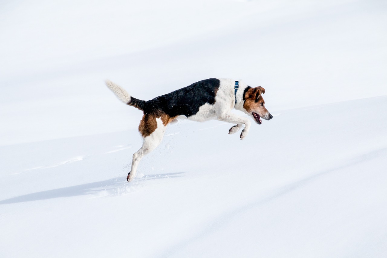 Šuo, Šokinėti, Medžioti, Sniegas, Žiema, Jack Russel, Jack Russel Parson, Klebonas, Lapė, Judėjimas