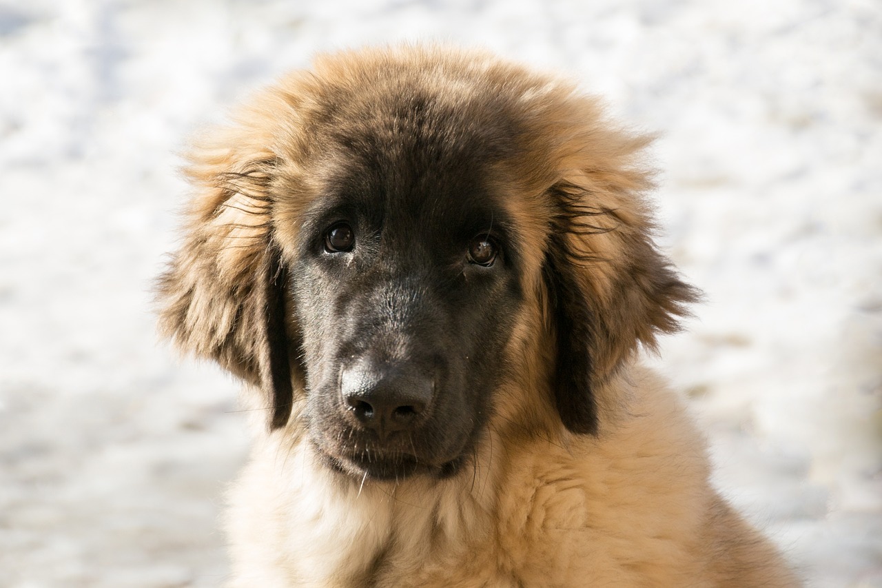 Šuo, Šuniukas, Leonberger, Gyvūnas, Mielas, Vaizdas, Žinduolis, Naminis Gyvūnėlis, Sniegas, Žiema