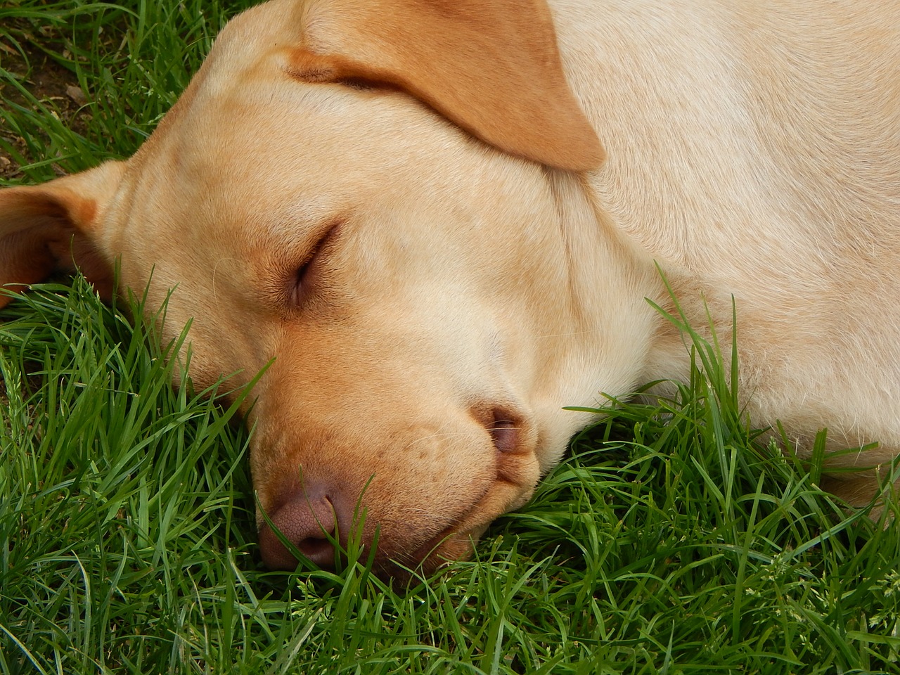 Šuo, Miegoti, Žolė, Nemokamos Nuotraukos,  Nemokama Licenzija