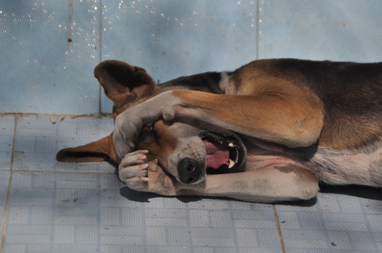 Šuo, Oversleeping, Pavargęs, Mieguistas, Mielas, Laukinės Gamtos Fotografija, Nemokamos Nuotraukos,  Nemokama Licenzija