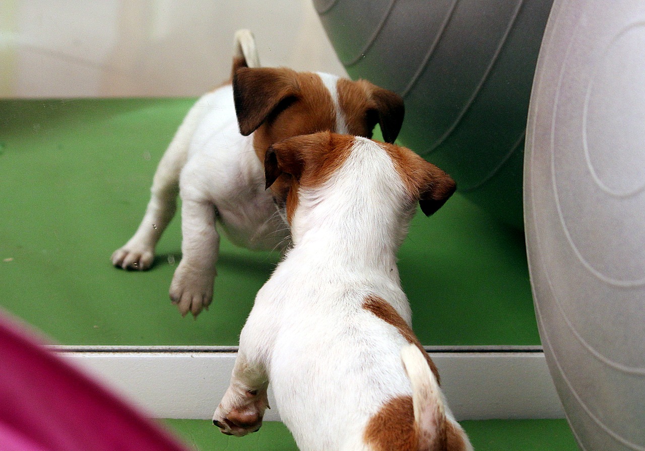 Šuo, Šuniukas, Jack Russell, Chihuahua, Veidrodis, Kūdikis, Mielas, Žaismingas, Svajingas, Laukinės Gamtos Fotografija