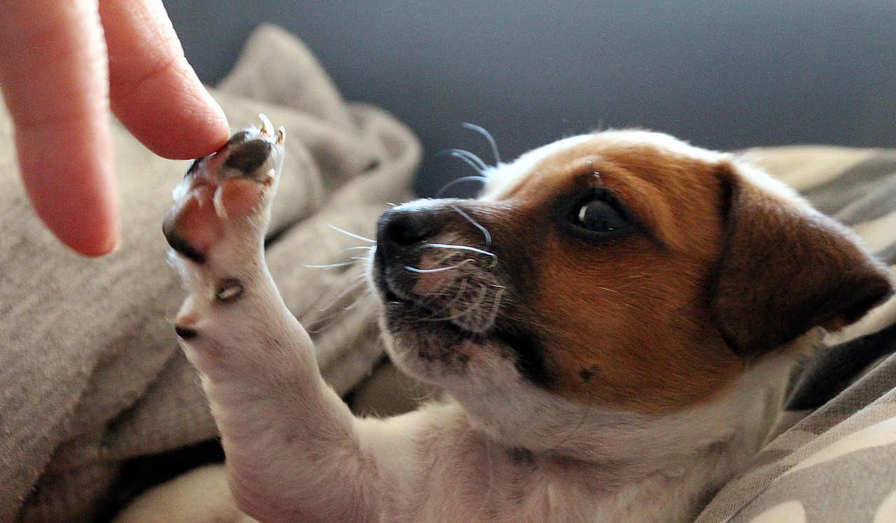 Šuo, Jack Russell, Chihuahua, Šuniukas, Kūdikio Šuo, Duok Penkis, Leonardas Da Vinčis, Genezė, Kūrimas, Kūdikis