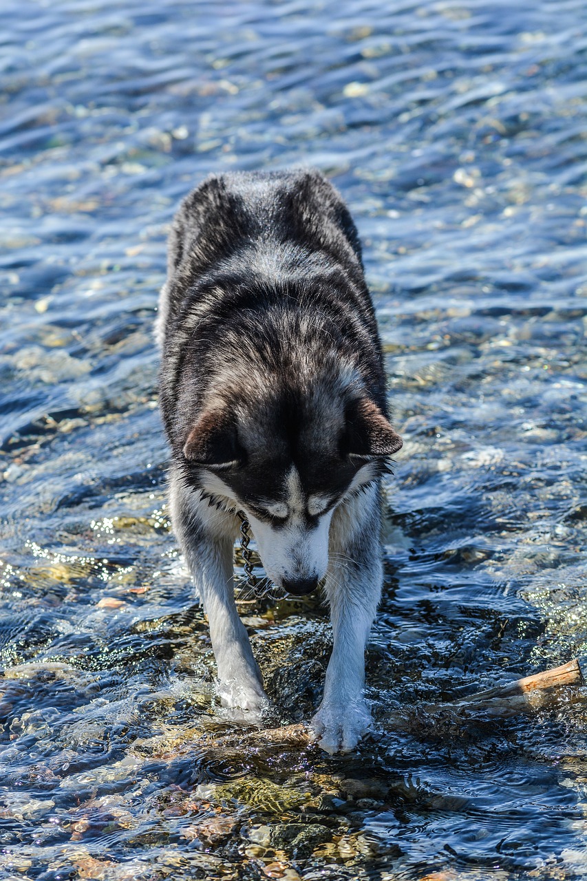 Šuo, Husky, Vanduo, Gyvūnas, Draugas, Naminis Gyvūnėlis, Mielas, Siberianas, Gamta, Vasara