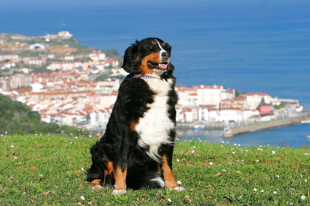 Šuo, Berner Sennen Dog, Ispanija, Vaizdas, Baskų Kraštas, Jūra, Mėlyna Jūra, Kranto, Šventė, Nemokamos Nuotraukos