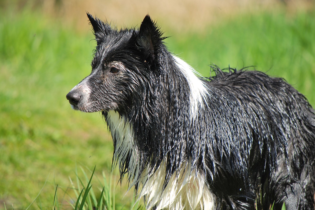 Šuo, Šlapias, Sienos Kolis, Naminis Gyvūnėlis, Balta, Juoda, Žvėrys, Kolis, Gyvūnas, Border-Collie