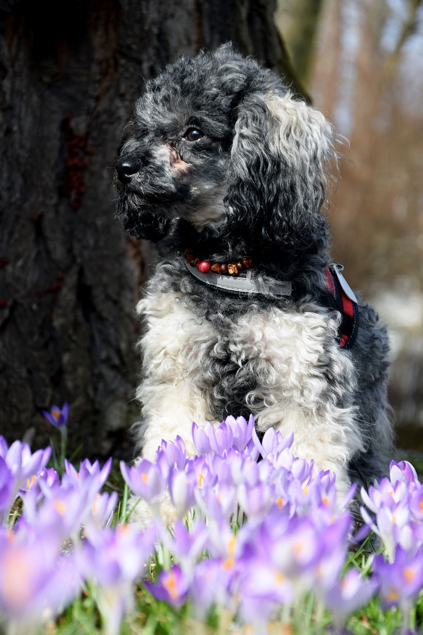 Šuo, Miniatiūrinis Pudelis, Pudelis, Crocus, Gėlė, Pavasaris, Pieva, Gamta, Medis, Nemokamos Nuotraukos