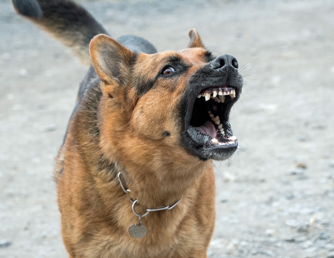 Šuo, Blogai, Pavojingas, Vokiečių Aviganis, Loti, Nemokamos Nuotraukos,  Nemokama Licenzija