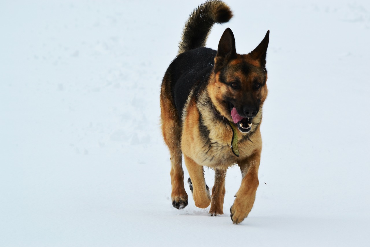 Šuo, Žiema, Sniegas, Paleisti, Vokiečių Aviganis, Nemokamos Nuotraukos,  Nemokama Licenzija
