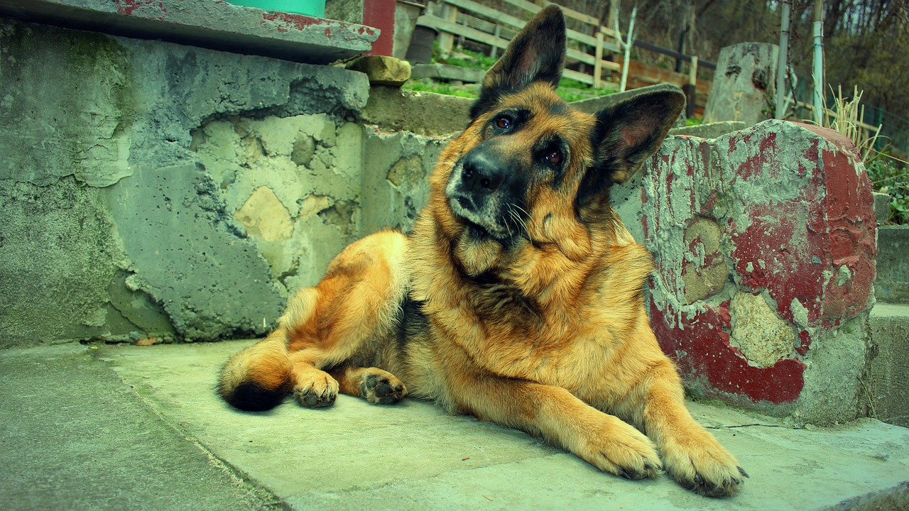 Šuo, Juokinga, Juokingas Šuo, Naminis Gyvūnėlis, Gyvūnas, Šuniukas, Mielas, Vokiečių Aviganis, Šuo, Laimingas