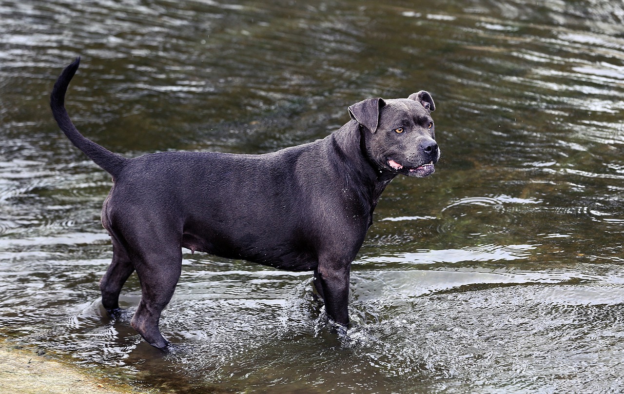Šuo, Upė, Žinduolis, Vasara, Upės Šuo, Gyvūninė Fotografija, Naminis Gyvūnėlis, Gyvūnas, Šunys, Šunų Veislė