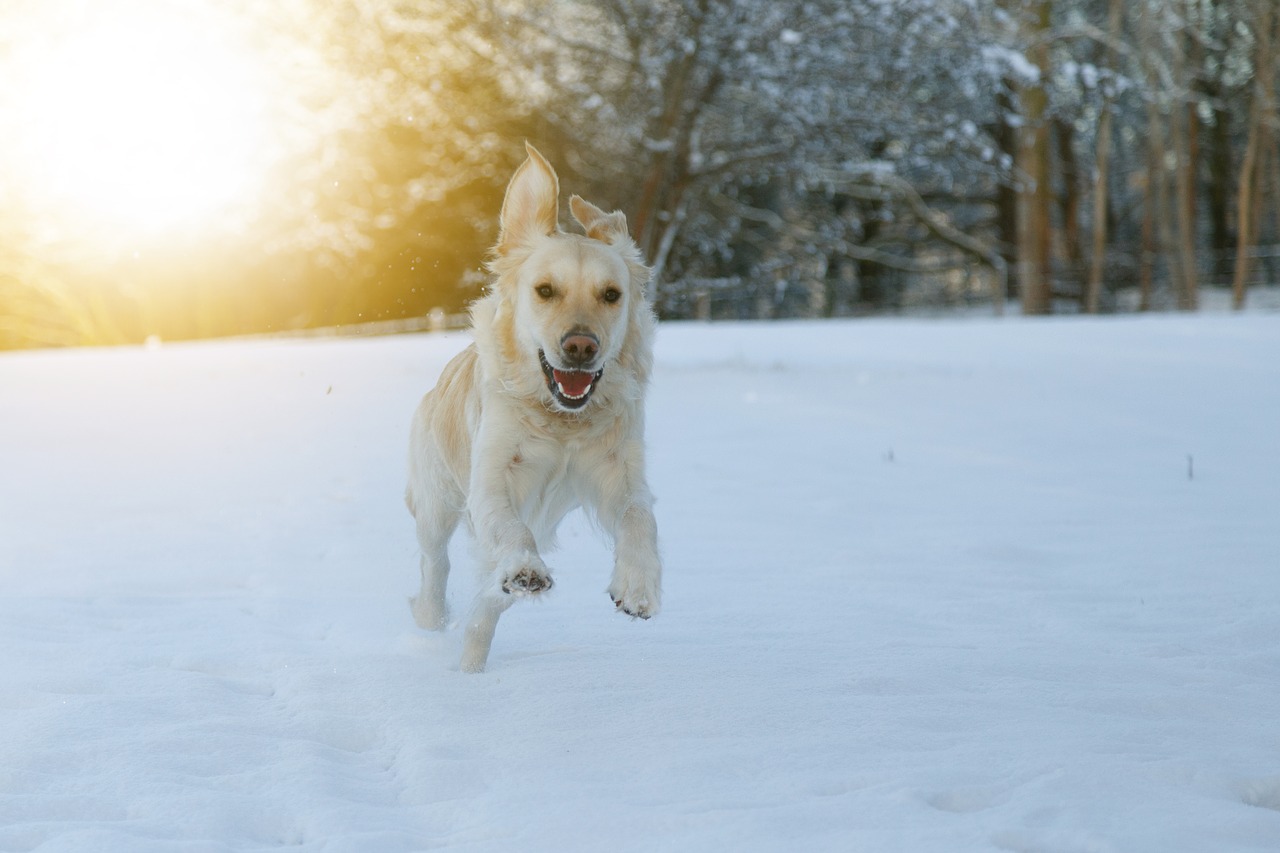 Šuo, Lenktynės, Sniegas, Laimingas, Žaisti, Augintiniai, Nemokamos Nuotraukos,  Nemokama Licenzija