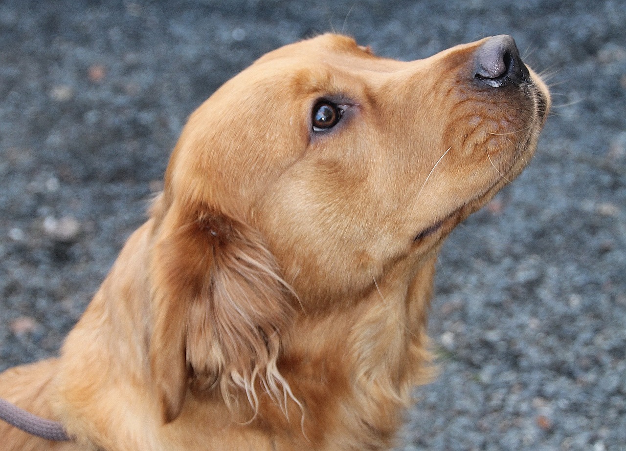 Šuo, Kailis, Ruda, Gyvūnas, Naminis Gyvūnėlis, Šuo Veido, Hundeportrait, Wuschelig, Labradoras, Portretas