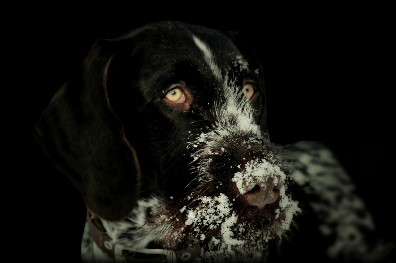 Šuo, Gyvūnas, Vokiečių Karštas Vanduo, Medžioklės Šuo, Grynaveislis Šuo, Naminis Gyvūnėlis, Hundeportrait, Gyvūninės Fotografijos, Šuo Galvą, Jaunas Šuo