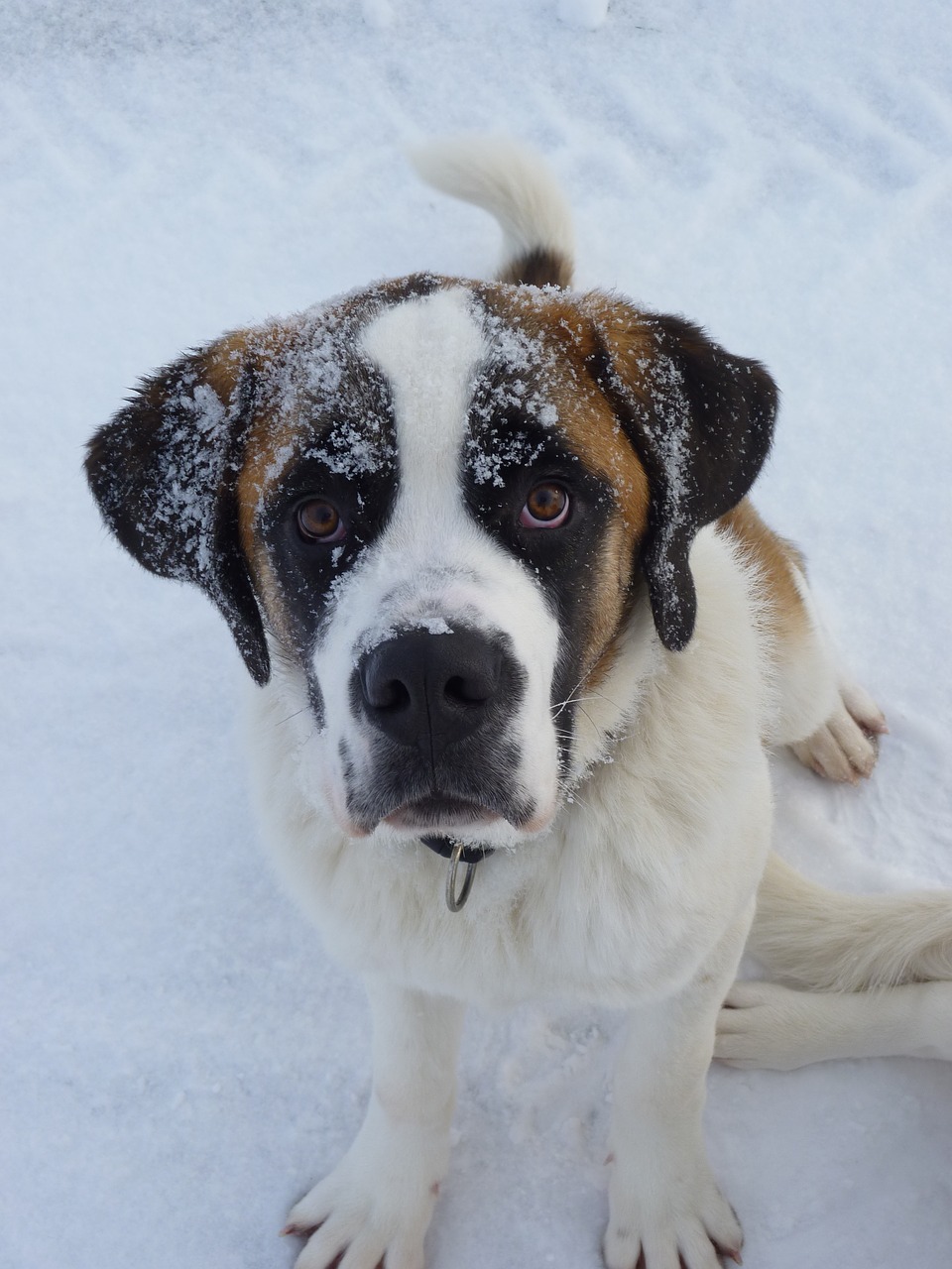 Šuo, Saint Bernard, Gyvūnai, Nemokamos Nuotraukos,  Nemokama Licenzija