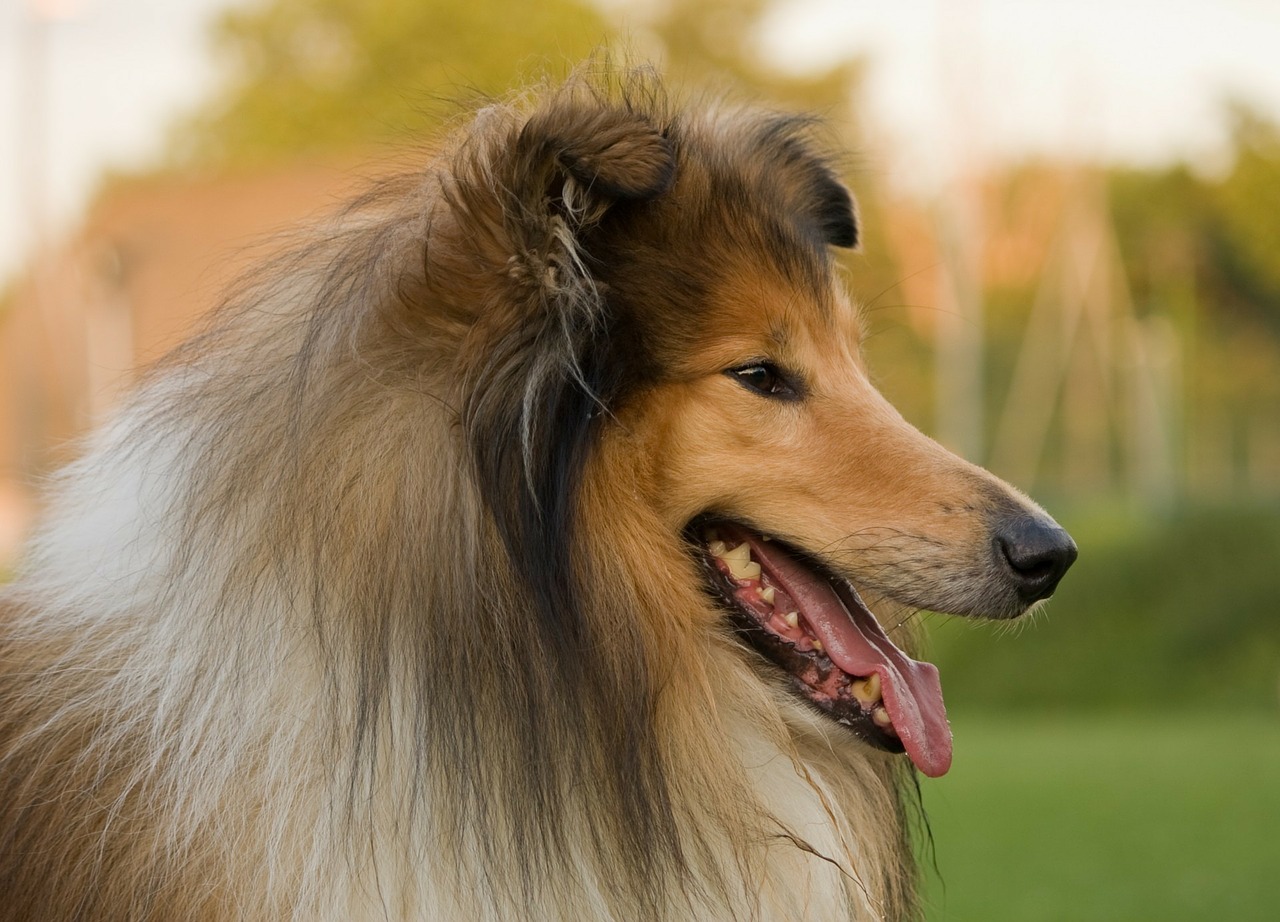 Šuo, Grubus Kolis, Kolis, Lassie, Gyvūnas, Naminis Gyvūnėlis, Šunys, Gražus, Portretas, Iš Arti