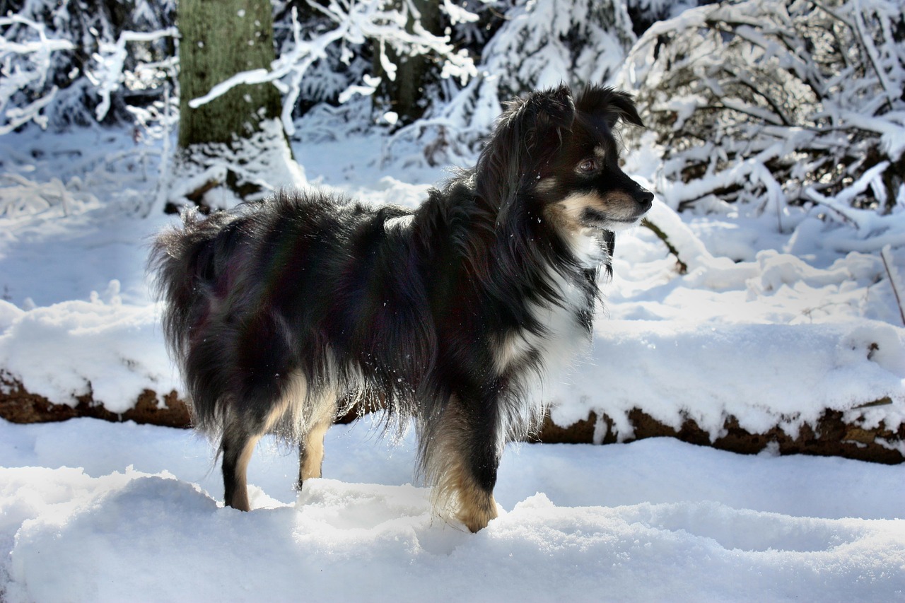 Šuo, Australijos Piemens Mini, Sniegas, Nemokamos Nuotraukos,  Nemokama Licenzija