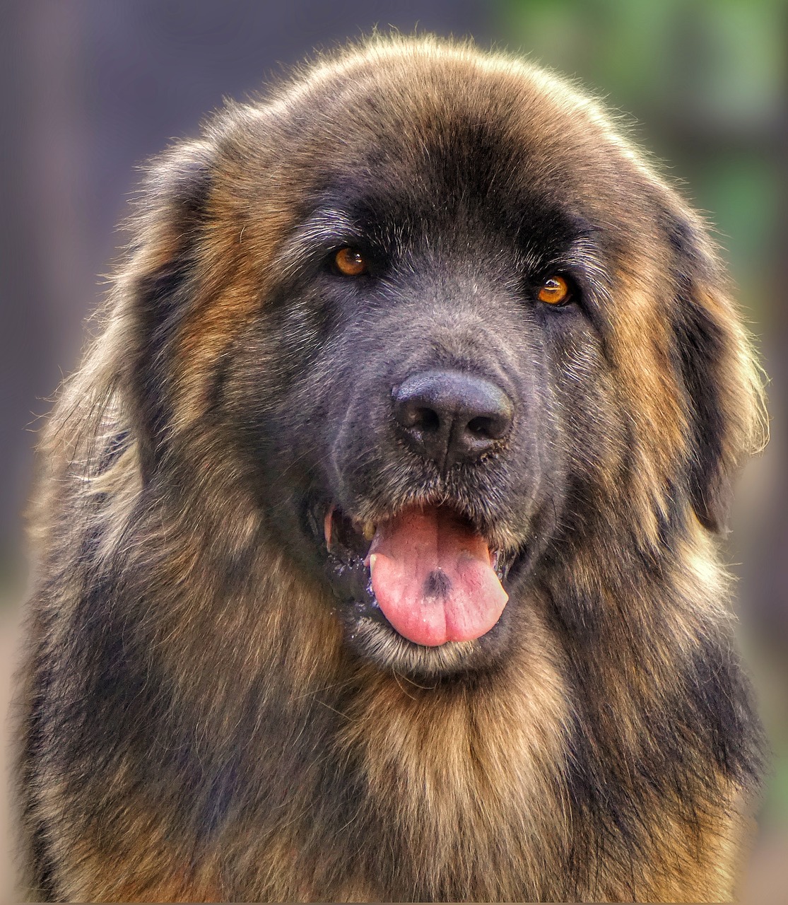 Šuo, Gyvūnas, Leonberger, Draugas, Nemokamos Nuotraukos,  Nemokama Licenzija