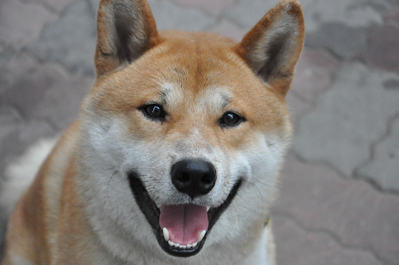 Šuo, Shiba Inu, Šypsena, Nemokamos Nuotraukos,  Nemokama Licenzija