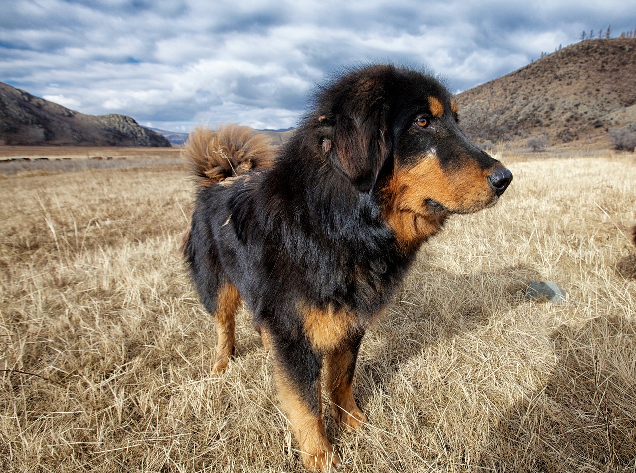 Šuo, Mongolijos Šuo, Pieva, Bogarto Kaimas, Spalio Mėn, Mongolija, Nemokamos Nuotraukos,  Nemokama Licenzija