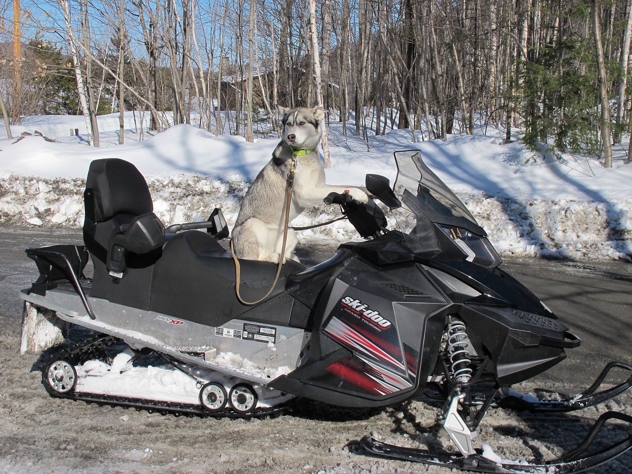 Šuo, Sniegomobilis, Québec, Nemokamos Nuotraukos,  Nemokama Licenzija
