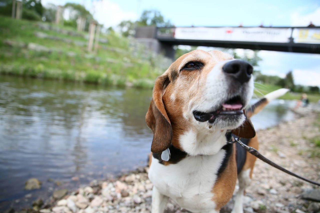 Šuo, Beagle, Upė, Nemokamos Nuotraukos,  Nemokama Licenzija
