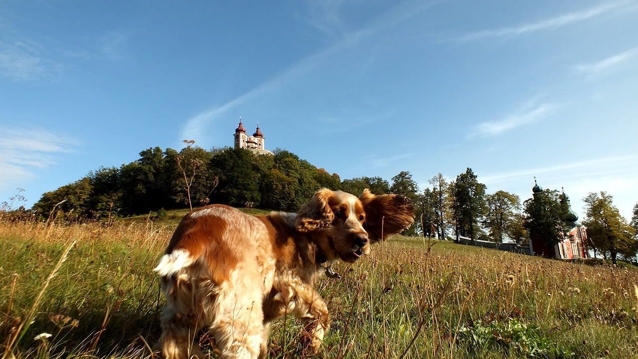 Šuo, Kelionė, Paminklai, Nemokamos Nuotraukos,  Nemokama Licenzija