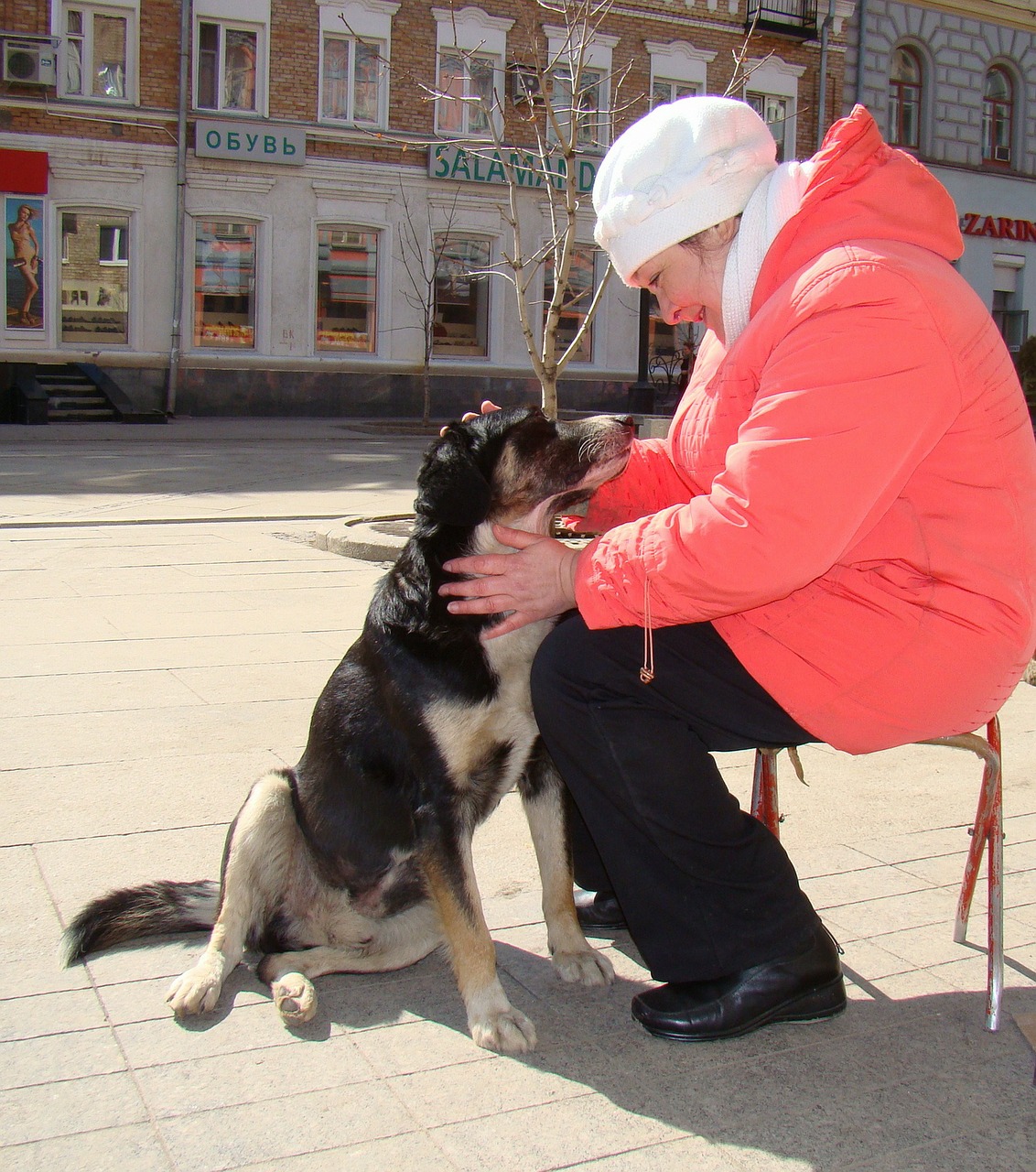 Šuo, Sėdi, Meilužė, Gatvė, Saulė, Nemokamos Nuotraukos,  Nemokama Licenzija