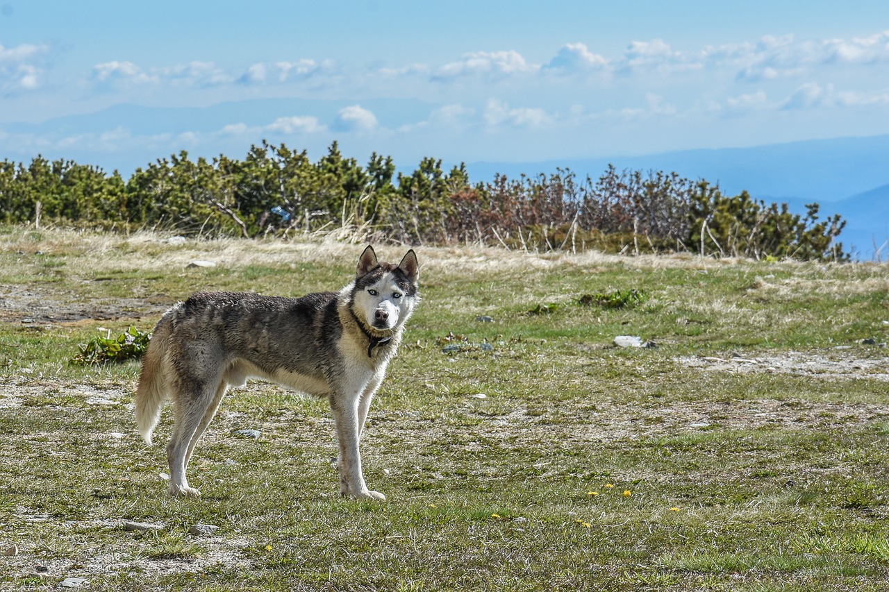 Šuo, Husky, Husky, Naminis Gyvūnėlis, Gyvūnas, Vidaus, Jaunas, Lauke, Parkas, Siberianas