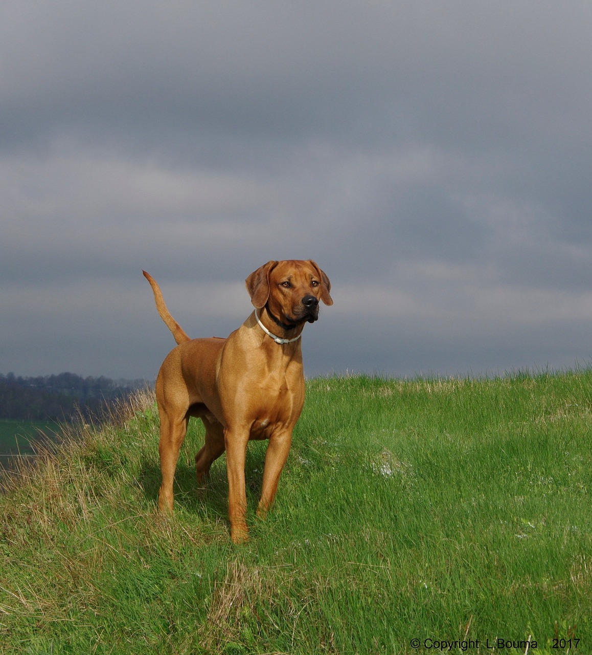 Šuo, Ridžbekas, Rhodesian, Nemokamos Nuotraukos,  Nemokama Licenzija