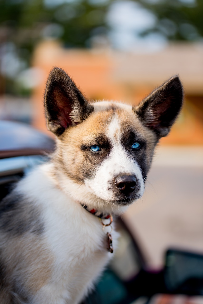 Šuo, Naminis Gyvūnėlis, Akys, Šunys, Šuniukas, Siberianas, Husky, Nemokamos Nuotraukos,  Nemokama Licenzija