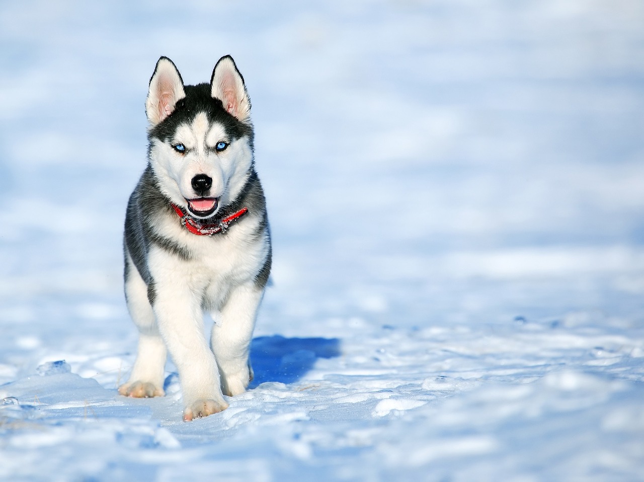 Šuo, Husky, Draugas, Nemokamos Nuotraukos,  Nemokama Licenzija