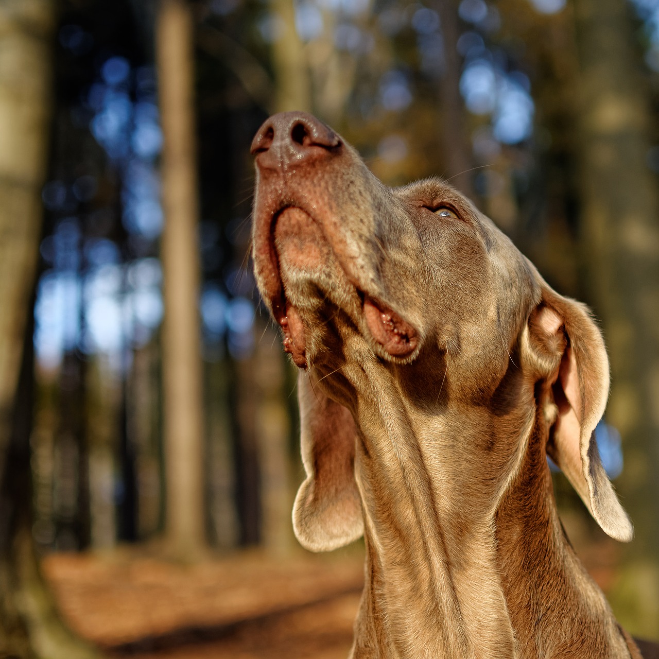 Šuo, Weimaraner, Portreto Galva, Nemokamos Nuotraukos,  Nemokama Licenzija