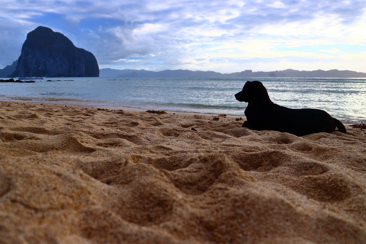 Šuo, Papludimys, Smėlis, Vanduo, Sala, Filipinai, Nemokamos Nuotraukos,  Nemokama Licenzija