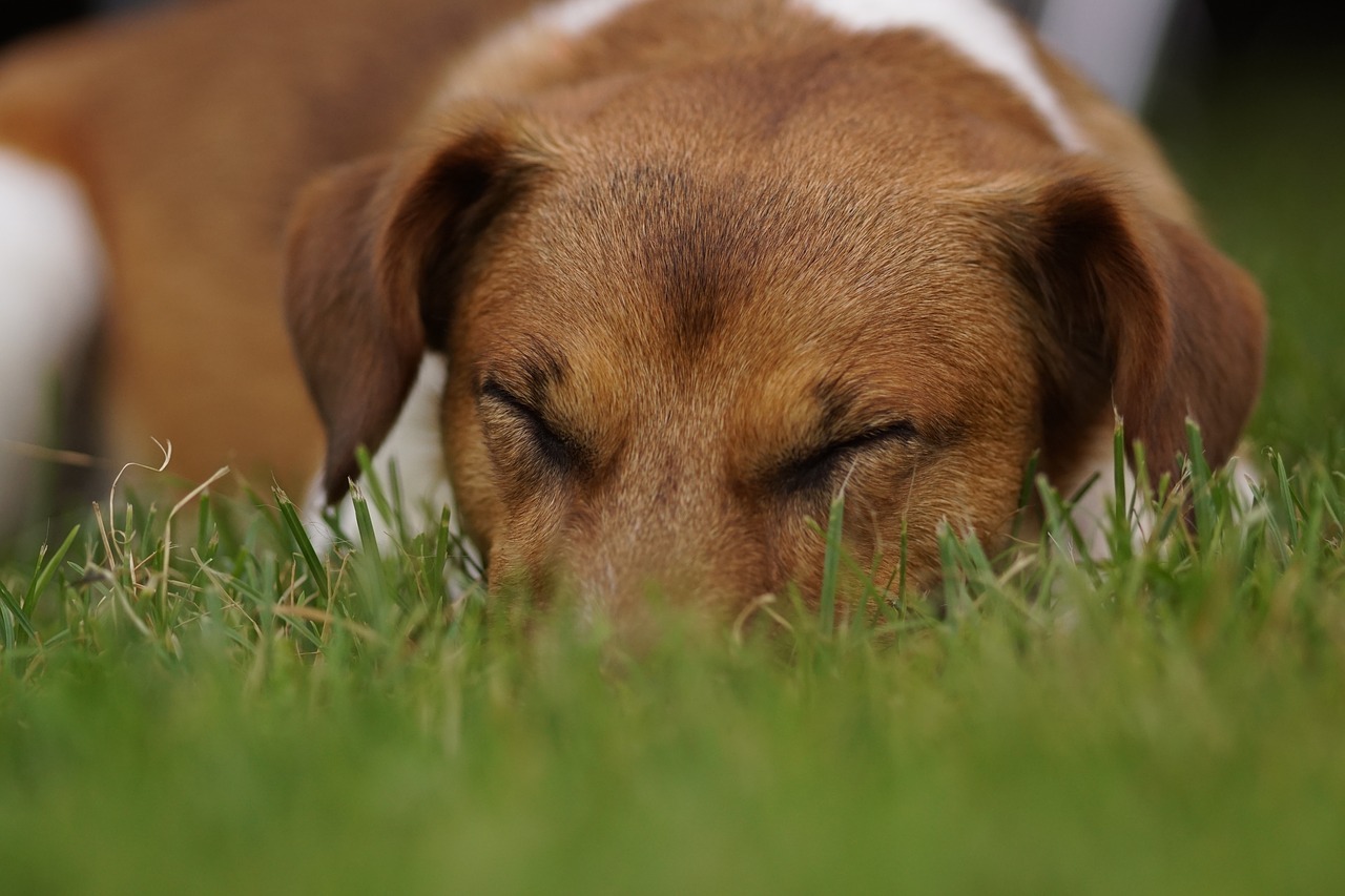 Šuo, Miegoti, Naminis Gyvūnėlis, Jack Russel, Nemokamos Nuotraukos,  Nemokama Licenzija