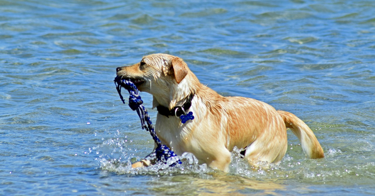 Šuo, Maudytis Jūroje, Paimti, Nemokamos Nuotraukos,  Nemokama Licenzija