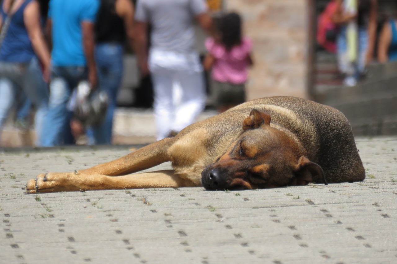 Šuo, Gatvė, Šunys, Naminis Gyvūnėlis, Gyvūnas, Paliktas, Bjaurus Šuo, Gyvūnų Išnaudojimas, Fauna, Žinduoliai