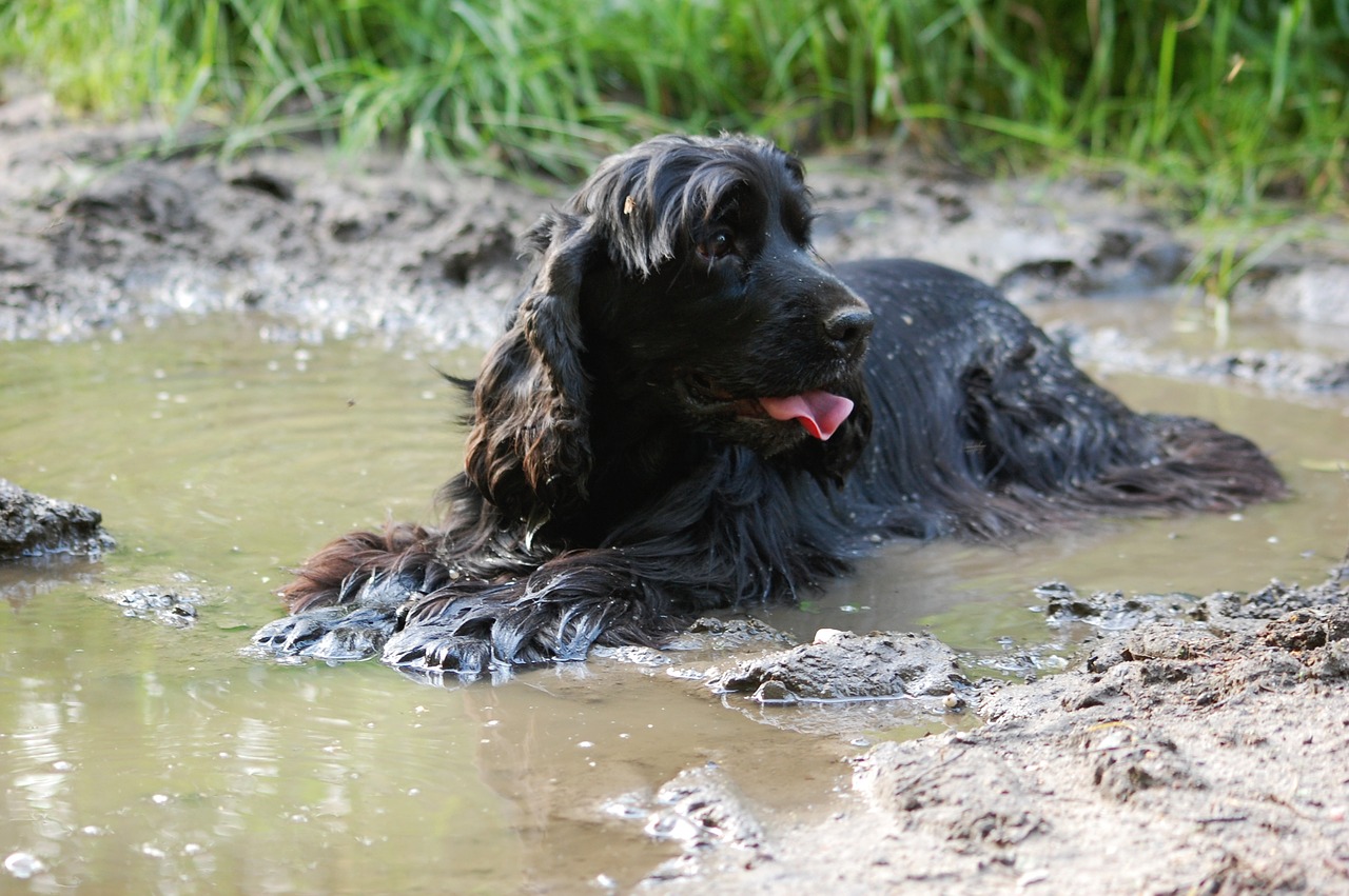 Šuo, Šunys, Koksininkas, Spanielis, Kokerspanielis, Cocker Spaniel English, Veislė, Grynaveislė Šuo, Grynas, Juoda