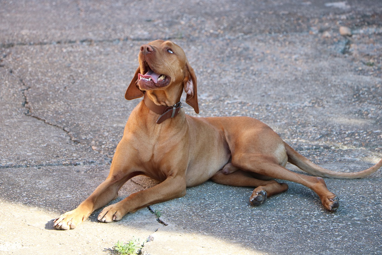 Šuo, Beagle, Vengrų Vizlas, Vengrų Skalikas, Gyvūnas, Nemokamos Nuotraukos,  Nemokama Licenzija