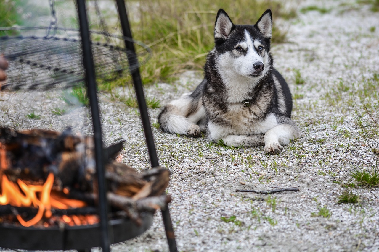 Šuo, Husky, Gyvūnas, Naminis Gyvūnėlis, Mielas, Draugas, Siberianas, Gamta, Šunys, Vidaus