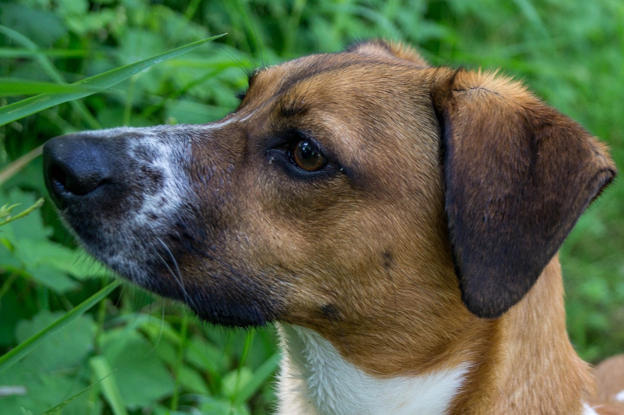 Šuo, Galva, Naminis Gyvūnėlis, Šuo Galvą, Portretas, Hibridas, Snukis, Gyvūnų Portretas, Nemokamos Nuotraukos,  Nemokama Licenzija