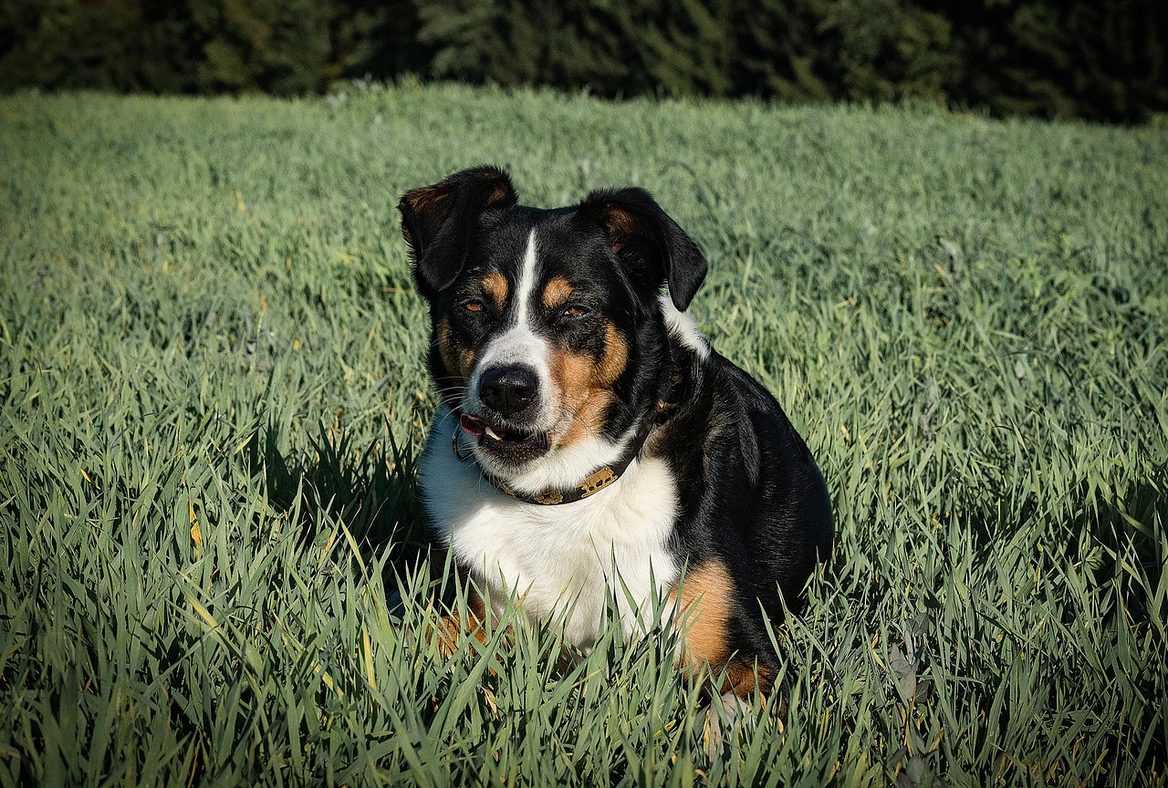 Šuo, Appenzeller, Pieva, Hundeportrait, Nemokamos Nuotraukos,  Nemokama Licenzija